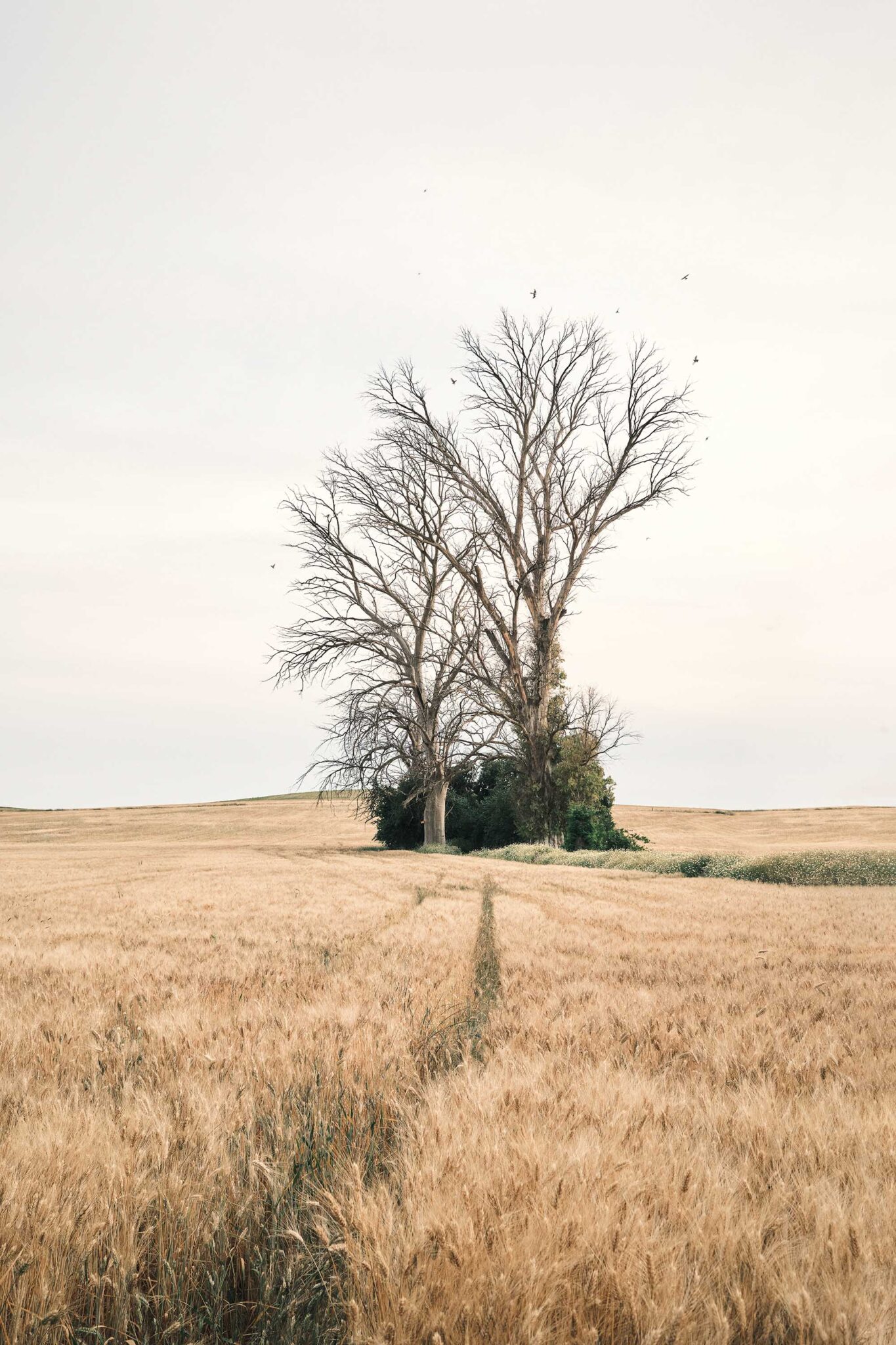 ÁRBOL