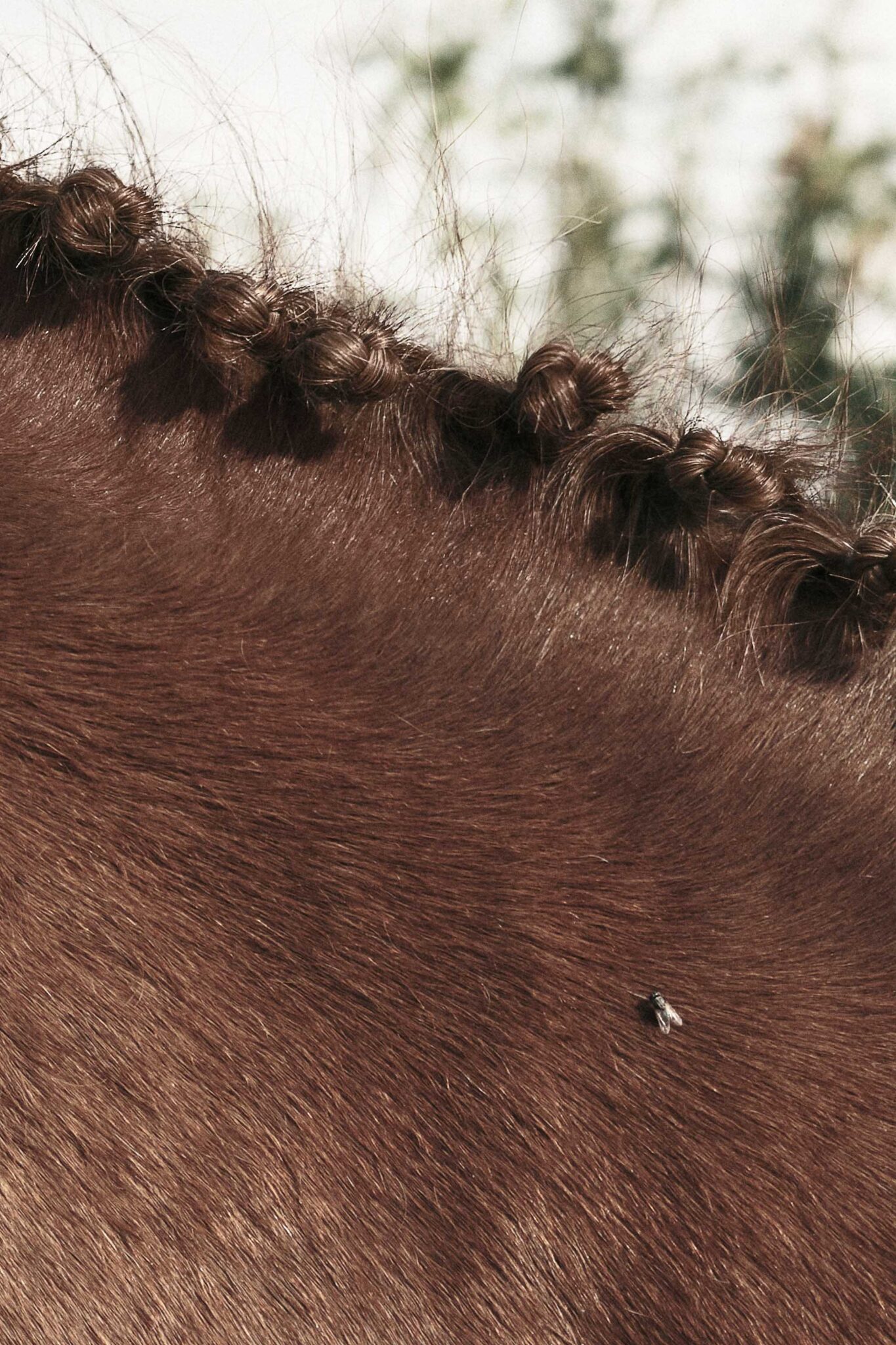Trenzas